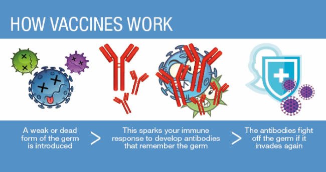 Cách hoạt động của thuốc tăng miễn dịch đường hô hấp tương tự như vaccine dạng tiêm